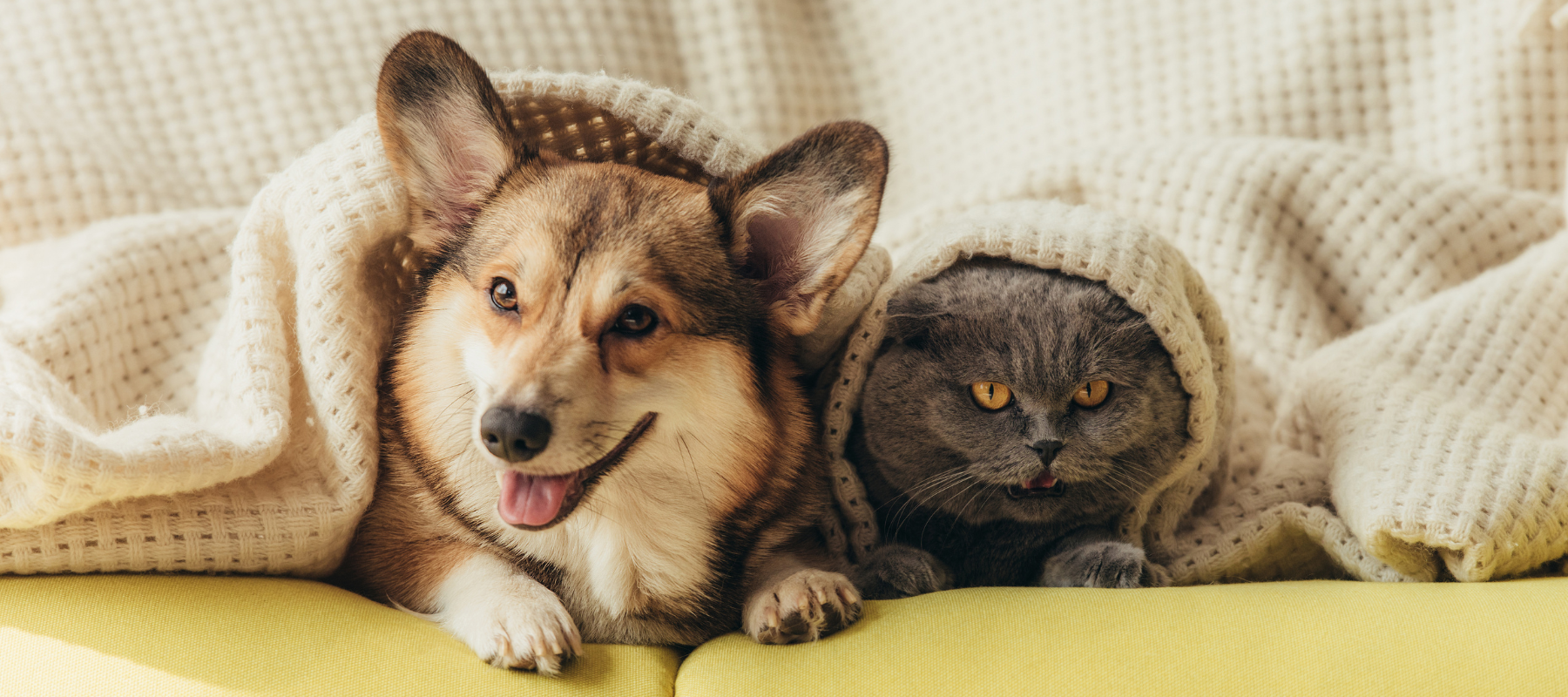 Pet products